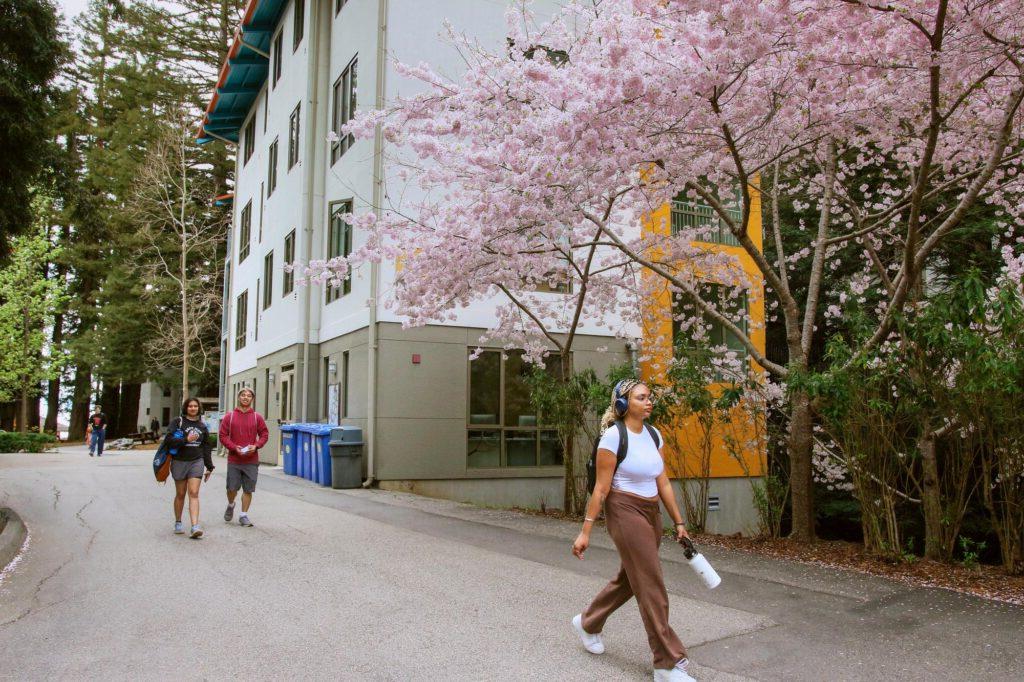 Cowell College at 在线博彩平台 and students walking down a path with a cherry blossom tree in the background.